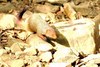 Indian grey mongoose (Herpestes edwardsi)