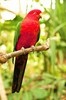 Australian king parrot (Alisteris scapularis)