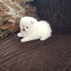 Micro Mini Teacup Pomeranian Puppies For Sale Text (813) 279-8272