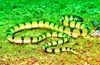 Yellow sea snake (Hydrophis spiralis)