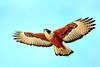 Rufous-bellied eagle (Lophotriorchis kienerii)
