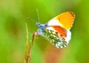 Orange-tip butterfly (Anthocharis cardamines)