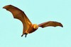 Mauritian flying fox (Pteropus niger)