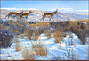 Panthera 0893 Ron S. Parker Walking the Ridge