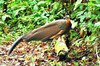 Great argus pheasant (Argusianus argus)