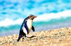 Fiordland crested penguin (Eudyptes pachyrhynchus)
