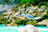 White-bellied heron (Ardea insignis)