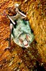 Common vampire bat (Desmodus rotundus)