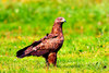 Lesser spotted eagle (Aquila pomarina)