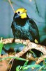 Golden-crested mynah (Ampeliceps coronatus)