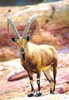 Nubian ibex (Capra nubiana)