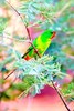 Swift parrot (Lathamus discolor)