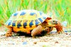 Afghan tortoise (Testudo horsfieldii)