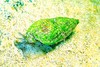 Netted dog whelk (Tritia reticulata)