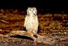 Pharaoh eagle owl (Bubo ascalaphus)