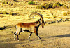 Walia ibex (Capra walie)
