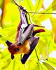 Malayan flying fox (Pteropus vampyrus)