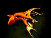 Vampire squid (Vampyroteuthis infernalis)