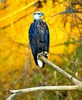 Madagascar fish eagle (Haliaeetus vociferoides)