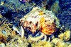 Musky octopus (Eledone moschata)