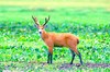 Marsh deer (Blastocerus dichotomus)