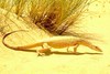 Desert monitor (Varanus griseus)