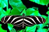 Zebra longwing butterfly (Heliconius charitonia)