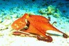 Day octopus (Octopus cyanea)