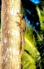 Mangrove monitor (Varanus indicus)