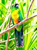 Masked shining parrot (Prosopeia personata)