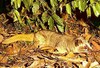 Masked palm civet (Paguma larvata)