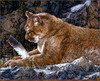 Panthera 0911 Judy Larson Paws and Reflect