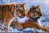 Panthera 0920 Alan M. Hunt Siberian Gold