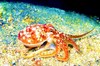 Horned octopus (Eledone cirrhosa)