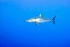 Shortfin mako shark (Isurus oxyrinchus)