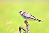 Amur falcon (Falco amurensis)