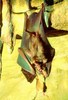 Spectral bat (Vampyrum spectrum)