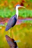 Pied heron (Ardea picata)