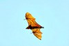 Grey-headed flying fox (Pteropus poliocephalus)