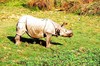 Indian rhinoceros (Rhinoceros unicornis)