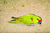 Thick-billed parrot (Rhynchopsitta pachyrhyncha)