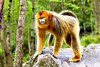 Golden snub-nosed monkey (Rhinopithecus roxellana)
