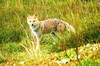Pampas fox (Pseudalopex gymnocercus)