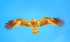 Whistling kite (Haliastur sphenurus)