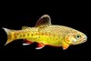 Gila trout (Oncorhynchus gilae)