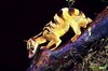 Banded civet (Hemigalus derbyanus)