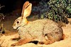 Riverine rabbit (Bunolagus monticularis)