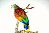 Saint Vincent parrot (Amazona guildingi)