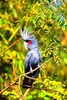 Palm cockatoo (Probosciger aterrimus)