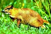 Greater mousedeer (Tragulus napu)
